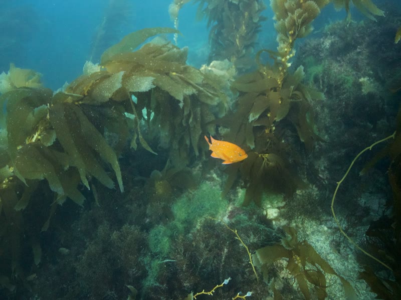 A bright orange garibaldi fish swimming through a kelp forest