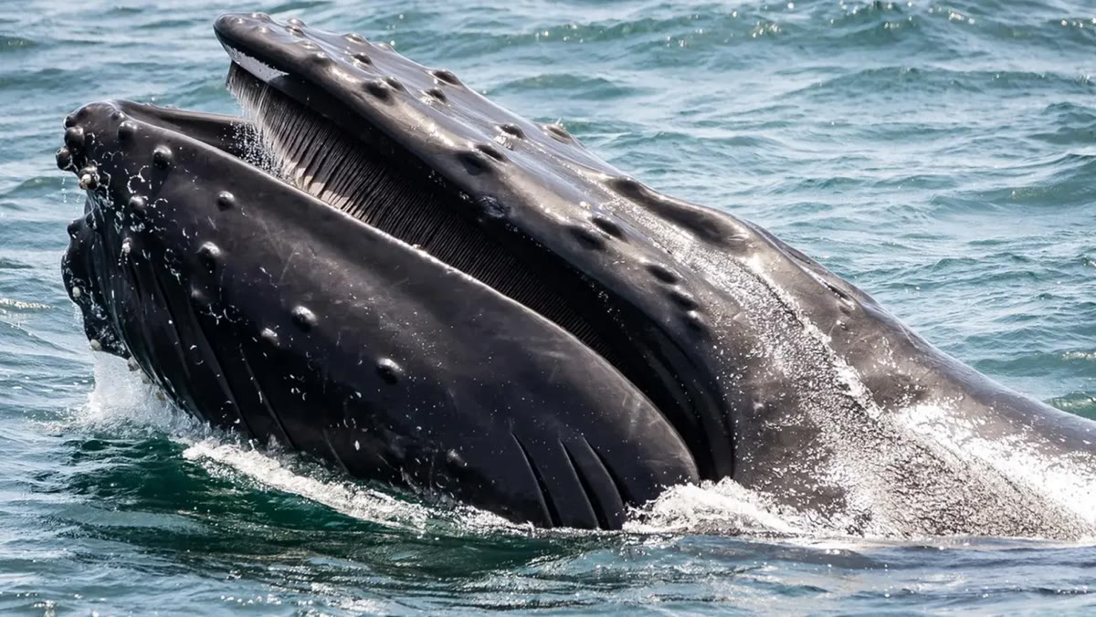 A humpback whale rising out of the ocean with its mouth open while feeding