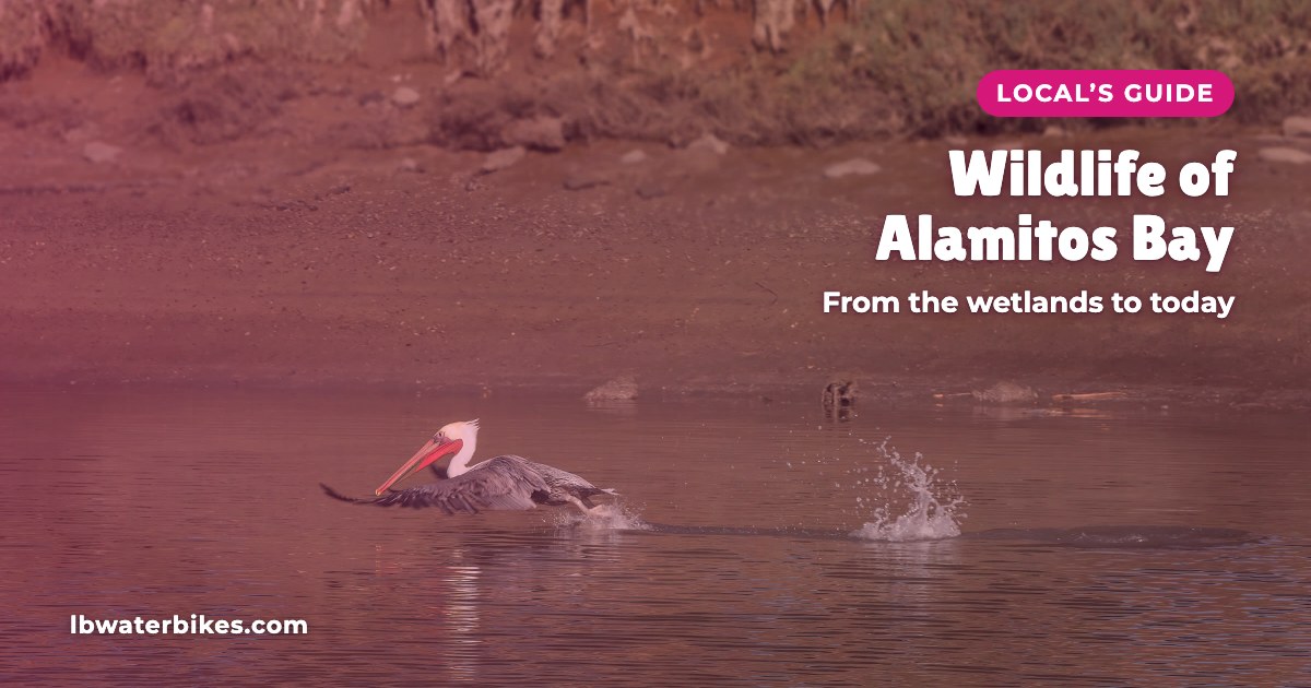 A California brown pelican taking off from calm water. Local’s Guide: Wildlife of Alamitos Bay, from the wetlands to today