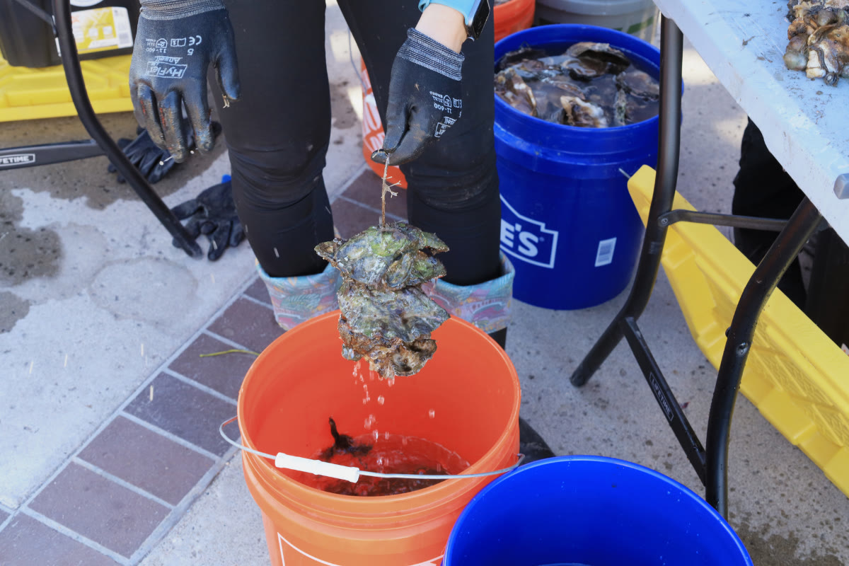 A volunteer in gloves lifts a string of oyster shells out of a bucket, with young native oysters growing on the shells