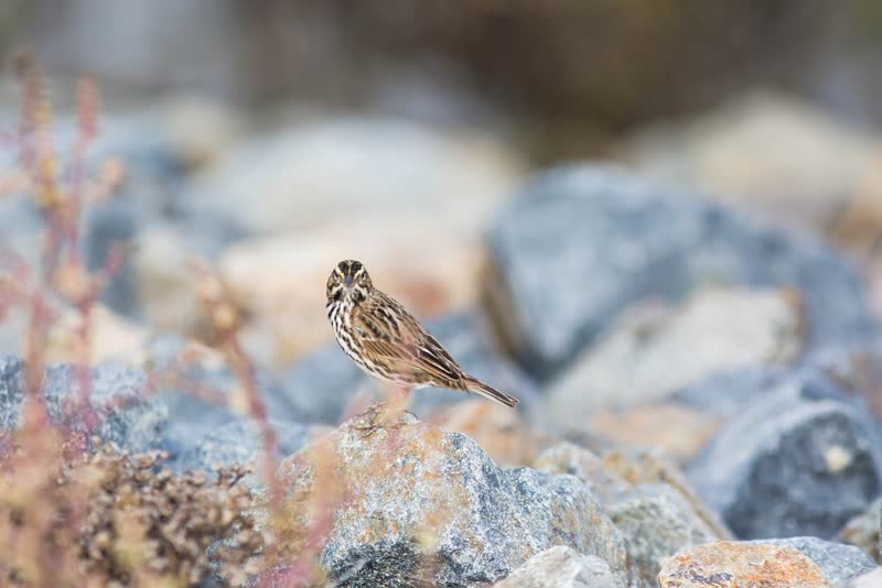 A Belding’s savannah sparrow perched on marsh plants