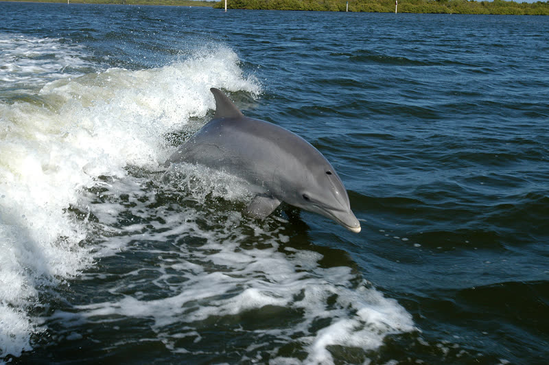 A bottlenose dolphin surfacing in the wake of a boat