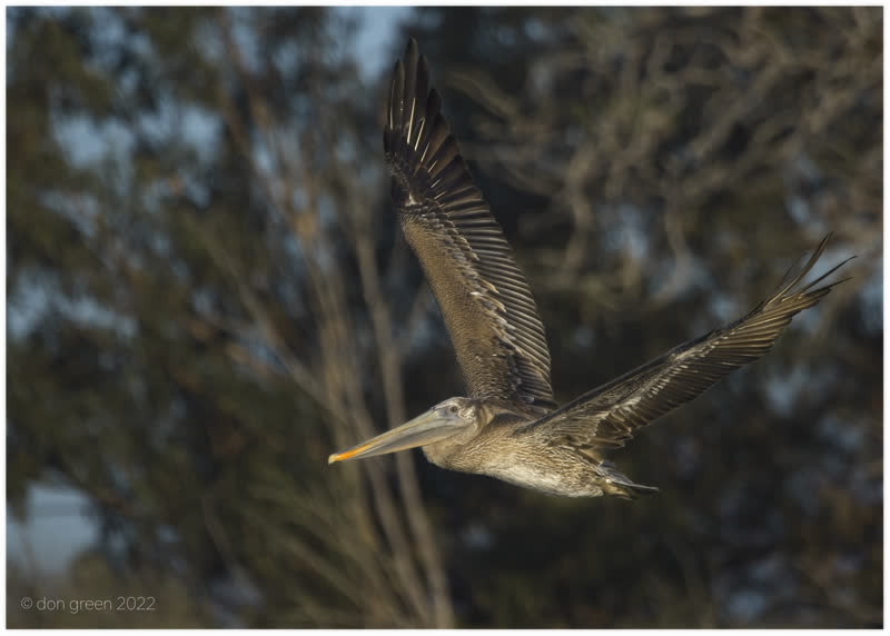 A California brown pelican