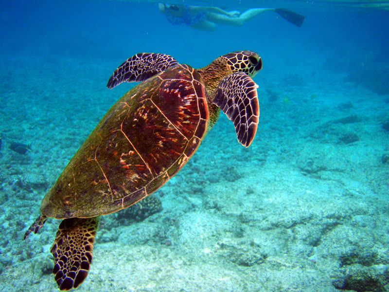 A green sea turtle swimming up to the surface for air