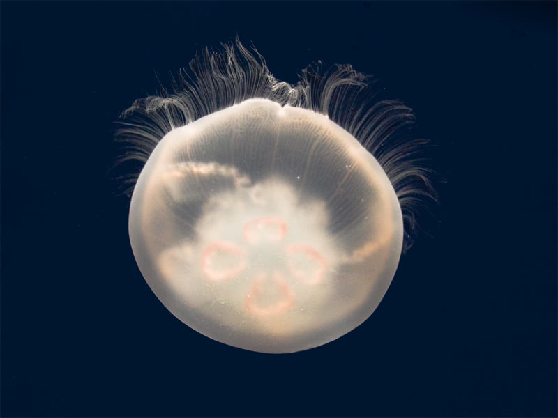 A moon jelly with four pink rings in its clear bell