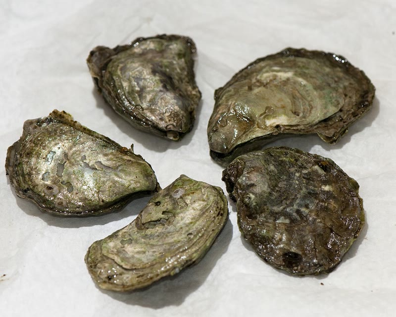 Five small native Olympia oysters