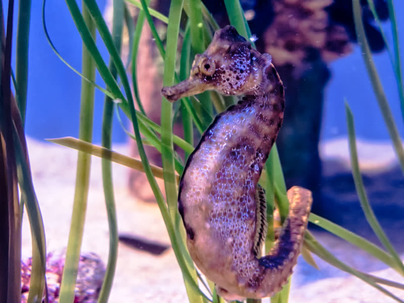 A Pacific seahorse among sea grass at the Aquarium of the Pacific in Long Beach