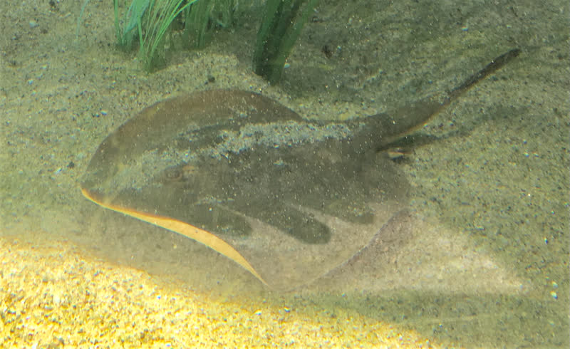 A round stingray on a sandy bottom near eelgrass