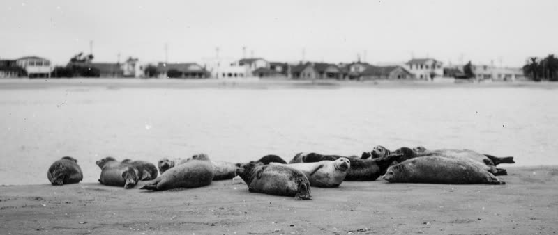 Old postcard of seals gathered on the sand at Alamitos Bay